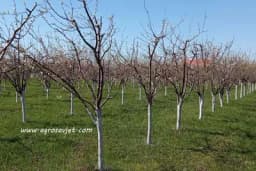 Izbor sadnog materijala za podizanje zasada voća