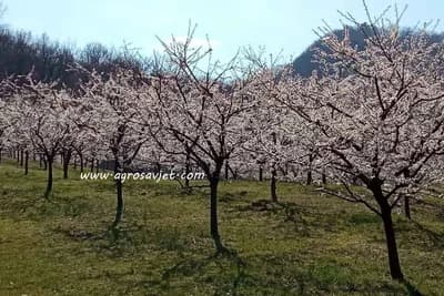 Greške koje mnogi prave u voćnjacima - Kako se vrši pravilna obrada zemljišta?
