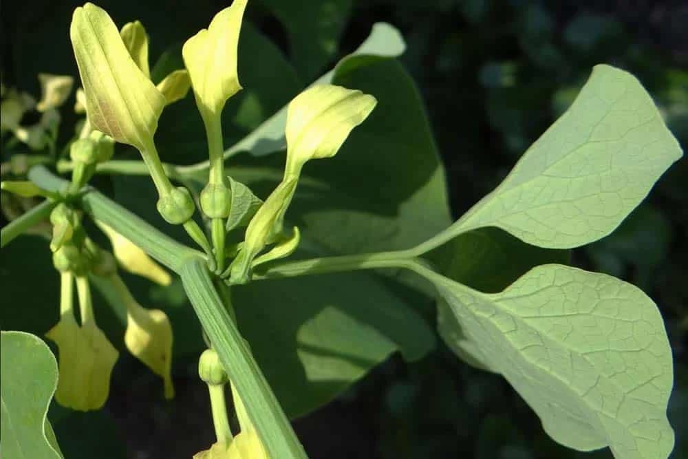 Vučja jabuka - Oprezno sa upotrebom