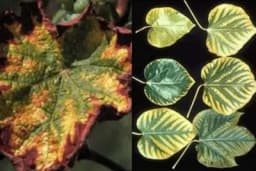 Ovo su znaci nedostataka određenih elemenata na vašim biljkama