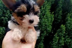 Ove rase pasa su najbolje za život u stanu