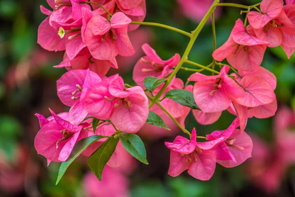 Bugenvilija ili Santa Rita