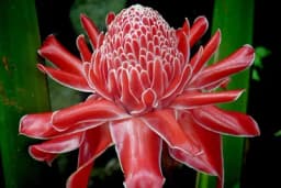 Da li znate kako izgleda cvijet đumbira?