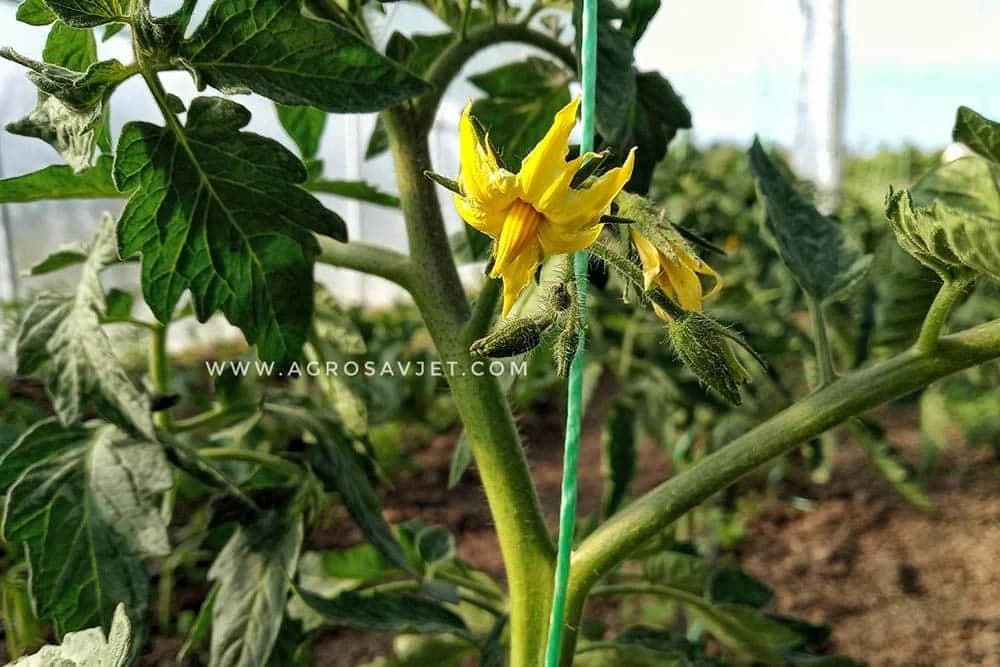 Dopunska oplodnja paradajza