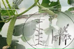 Formiranje vriježe krastavca kod šplirskog načina gajenja