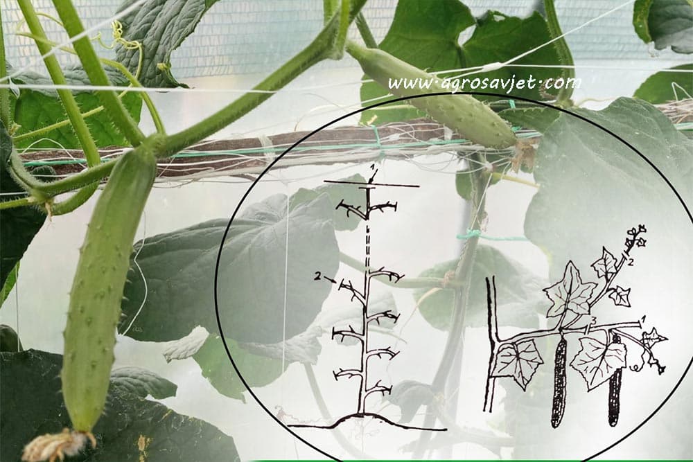 Formiranje vriježe krastavca