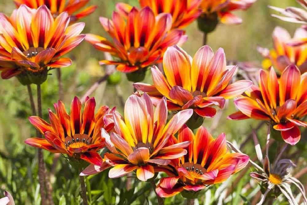 Gazanija