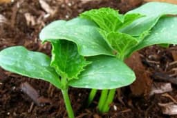 Proljetna sjetva krastavca