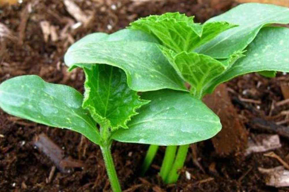 Proljetna sjetva krastavca