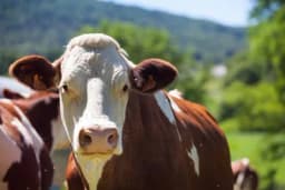 Računica tanka bez sira i maslaca - Mljekari u Srpskoj posluju na ivici rentabilnosti