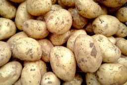 Sorte krompira za industriju (čips, pomfrit, pire)
