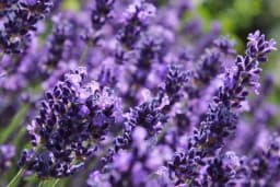 Biljka koja donosi izvanredne prihode po hektaru: Da li je ovo biznis budućnosti?