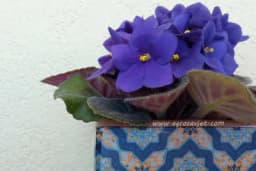 Ljubičice su vam “depresivne”: Podmladite ih s kesom