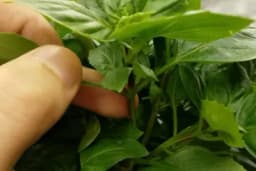 Bosiljak: Ukusan začin s iznenađujućim zdravstvenim prednostima