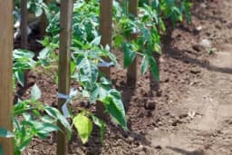 Okopavanje i prihranjivanje paradajza