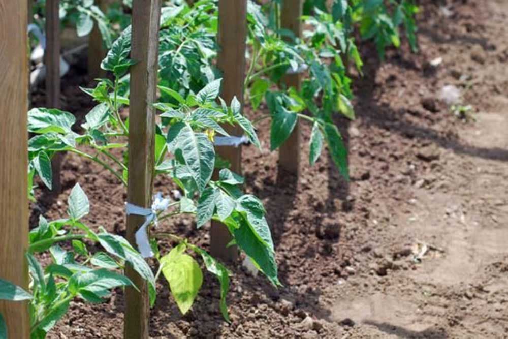 Okopavanje i prihranjivanje paradajza