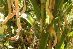 Savjeti za uspješno gajenje pasulja u združenom usjevu sa kukuruzom