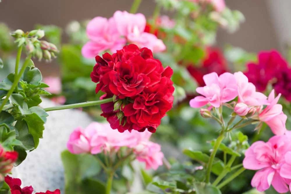 Pelargonije