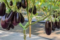 Tehnika gajenja plavog patlidžana