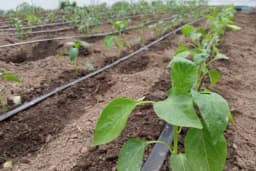 Mjere njege u uzgoju PAPRIKE koje su ključne za MAKSIMALAN PRINOS