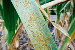 Rđa luka - Simptomi i zaštita