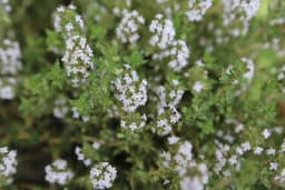 Timijan - Biljka koju je dobro imati u kućnoj apoteci