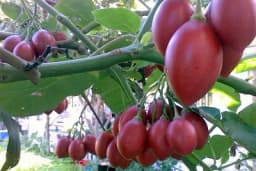 Tamarilo - Drvo paradajza koje daje veoma ukusne plodove