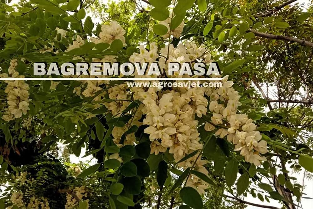 Bagrem