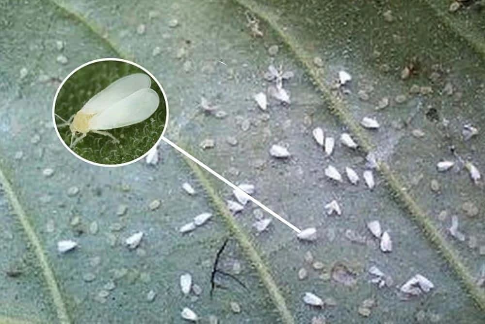 bijela leptirasta vaš