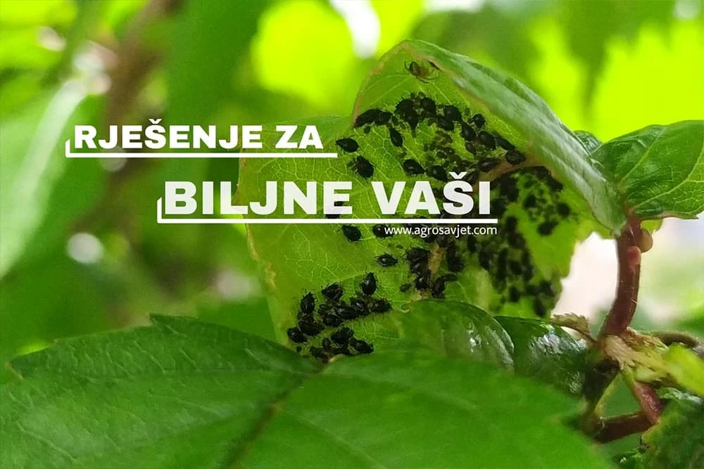 Biljne vaši