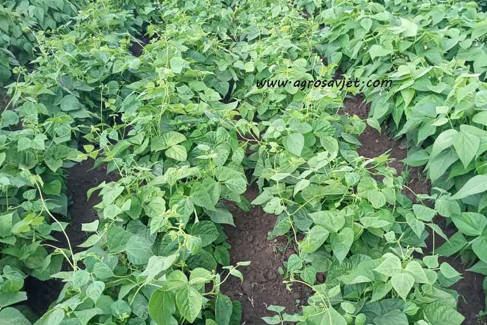 Način i sjetva boranije