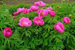 Božur pored svog prelijepog izgleda ima i ljekovita svojstva