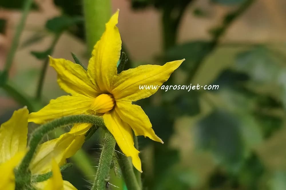 Cvijet paradajza