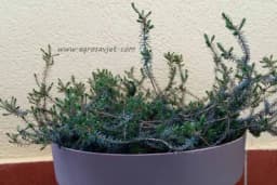 Erika - Saznajte sve o uzgoju ovog cvijeta