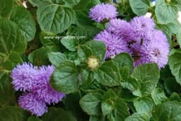 Goruća ljubav - Kako da njegujete ovaj divni cvijet?