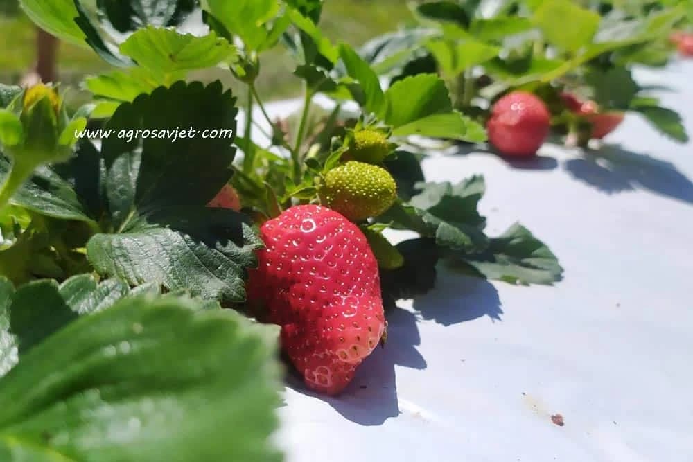 jagode