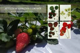 Prepoznajte nedostatak elemenata na listovima i plodovima JAGODE