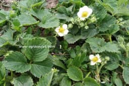 Uz ovu mjeru do visokih i stablinih prinosa jagode