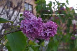 Koje cvijeće se sadi u oktobru