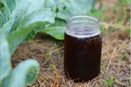 Kompostni čaj za kontrolu biljnih bolesti i kao đubrivo /RECEPTI/