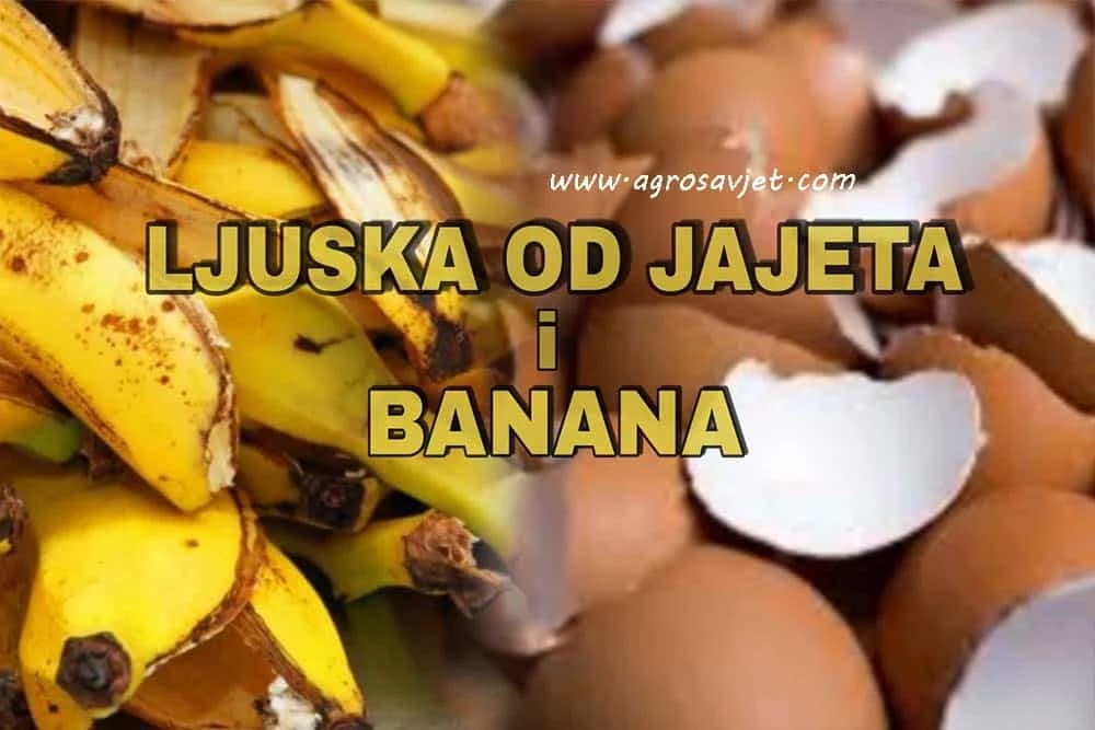Đubrivo od kore banane i ljuske od jajeta