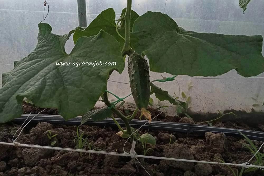 Mjere njege krastavca