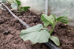 Navodnjavanje, prihranjivanje i okopavanje krastavca u plasteniku