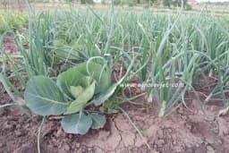 Ove biljke je dobro saditi pored crnog i bijelog luka