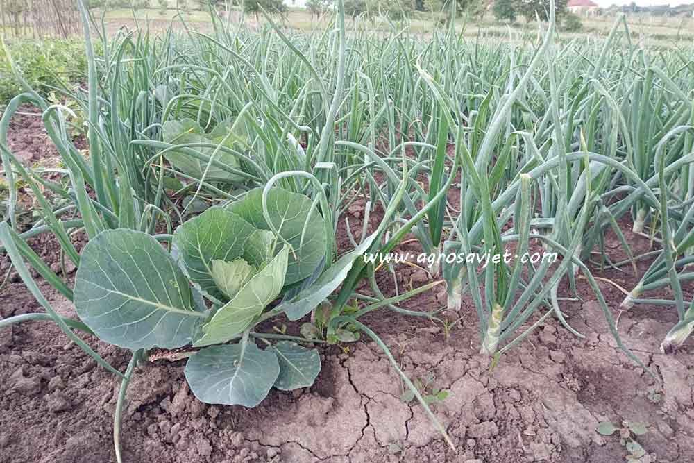 Ove biljke je dobro saditi pored crnog i bijelog luka