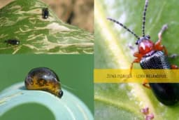 Žitna pijavica LEMA - Najznačajnija štetočina pšenice i ječma