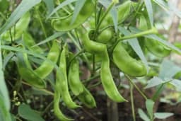 Lima pasulj - Grašak, boranija, pasulj sve u jednoj sorti