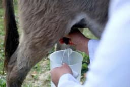 Magareće mlijeko i do 100 KM za litar, proda se svaka kap