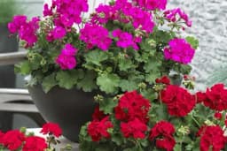 Muškatle će prelivati iz saksije: Ovo je caka iskusnih cvjećara da omiljena biljka buja i raste do jeseni