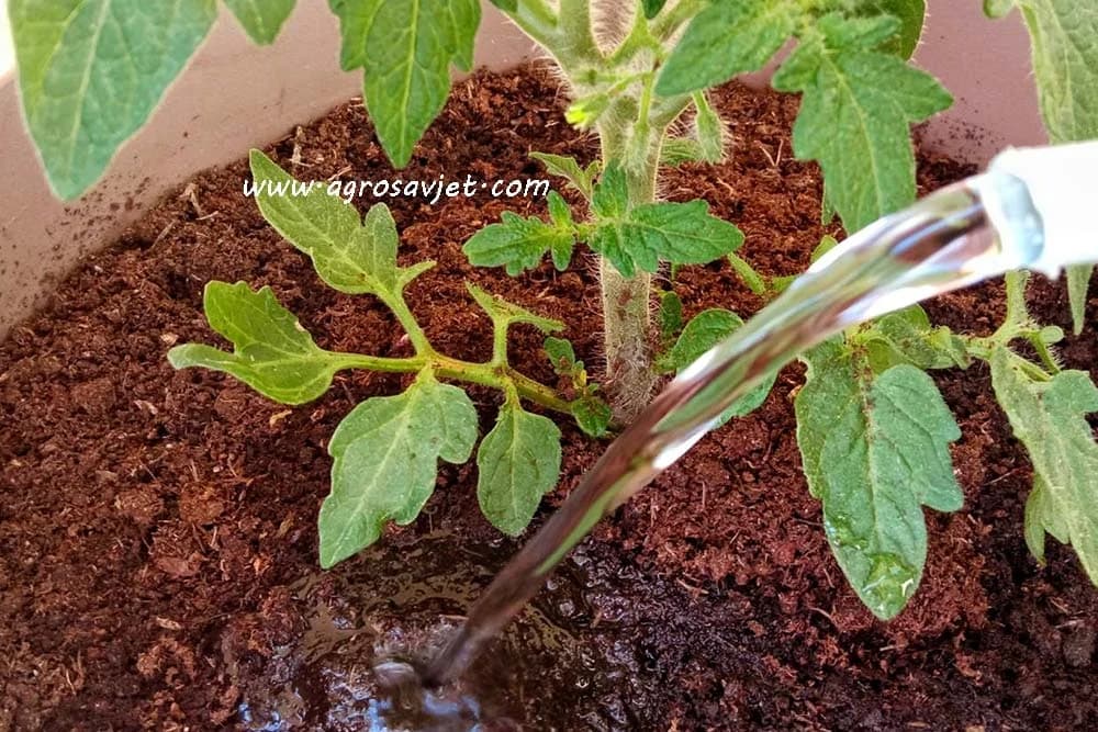 Navodnjavanje paradajza